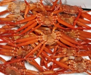 [대진수산] 울진 후포리 박달홍게 (소) / 마리당 400g 이내/1.8G~4KG/ 5마리,10마리 : 대진수산