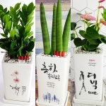 개업 화분 축하 문구 꽃배달 선물 카페 미용실 식당 사무실 학원 병원 오픈 화환 : 화분이야기
