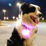led빔펜던트 강아지 고양이 댕댕이 팬던트 애견 야광 야간 밤 산책용품 패션펫플 불빛 : 와요와유