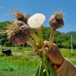 2023년 한국식 장아찌용 햇마늘 반접 50개 : 풋마늘 은희농장