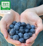 제주 무농약 블루베리 : 판포농장