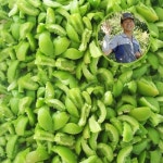 매실사랑농원 매실청 광양 유기농 청매실 홍매실 조각 쪼갠 깐매실 : 유기농 매실사랑농원