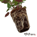 캣닢모종 개박하 캣 민트 : 변산육묘장