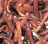 생지렁이  농장직접거래 : 황금지렁이농장