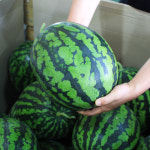 단골상회 고당도 꿀 수박 산지직송 5~8kg 당일수확 : 단골상회