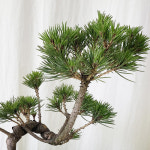 해송(중형) : 도노디디오