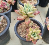 아메치스 교배종 랜덤발송 Gratopetalum amethystinum hyb. 다육 다육이 다육식물 반려식물 국민다육 아프리카식물 394 : 수암다육농장