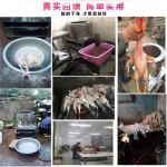 닭 털뽑는 기계 가금류 조류 탈모기 제모기 탈피기 : 더곳트