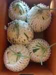 고당도 보장 함안 멜론 가야 백자 메론 8kg (4~6수) : 선이네멜론