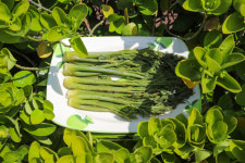 요셉농장 진안고원 두릅 1kg 봄 제철 채소 국내산 청정 고랭지 이기석 농부 : 진안고원몰