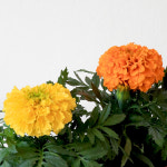 메리골드 잉카 소형 꽃모종 모종 금잔화 꽃화분 키우기쉬운 관엽식물 마이플랜트 : 마이플랜트