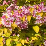 병꽃나무 특선 자엽병꽃 무늬병꽃 황금병꽃 3종 택1 : 세종식물원