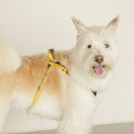 소형견 중형견 L자형 L형 하네스 강아지여름하네스 : 피터페트 Pit-A-Pet