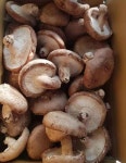 [예산표고버섯] GAP 농장직송 생 표고버섯 1kg : 예산표고농원