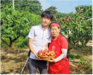 경산복숭아 신선복숭아 신비복숭아 황도 백도 천도 제철과일 : 경산대성농장
