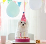 강아지돌잔치 고깔모자 세트 생일 파티 반려동물 펫 : 쓸모 상점
