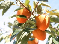 반건조 감 말랭이 대봉감 100g 쫀득쫀득 맛있는 달콤 자연산 : 또사고파