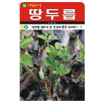 땅두릅씨앗 200립 약초종자 드릅씨 : 연두네씨앗
