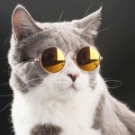 고양이 강아지 인싸 선글라스 번려 동물 외출 산책 촬영용 안경 냥글라스 : 둥굴맘