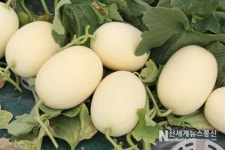 고당도 천안수신메론 바리미농장 5kg 6kg : 천안수신메론