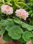 명품 K-제라늄 달보드레 대품, 핑크 빛 투톤 꽃이 매우 사랑스럽고 동그리 왕꽃볼 매혹적이지요, 꿀벅지목대 짱짱하고 풍성한 수형으로 아주... 