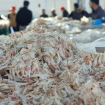 사업자 국내산 대용량 새우젓 250kg 드럼 도매 추젓 오젓 국산 목포 신안새우젓 : 일등수산 울릉몰 일등농수산