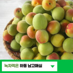 매실10kg 5kg 하동 남고매실 황매실 농장 토종매실 농원 깐매실 씨뺀 장아찌 : FORCUS 포커스