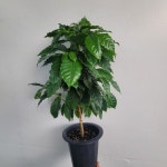 플랜테라어 대형 커피나무 과실나무 65-90cm 249 : 플랜츠 영