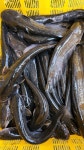 동부민물수산 손질메기 국내산 신선한 수산물 민물생선 생선 2kg : 동부민물수산