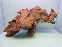 맹그로브유목 240 : 주현아쿠아