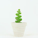 대성식물 피쉬본 생선뼈선인장 가시없는 미니선인장 다육식물 포트 : 대성식물