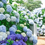 제주 카멜리아힐+양떼목장 / 제주도 여행 실외 관광지 가족 : WEPICK