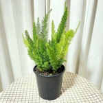 메이리 여우꼬리 아스파라거스 공기정화 인테리어 키우기좋은 식물 : 청년농부의꽃