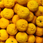 두원농협 고흥 유자차 1+1 (2kg+2kg) : 고흥몰