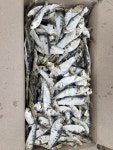 국내산 여수 상급 디포리 밴댕이 육수용 국물용 1.5kg : 다시우리다몰