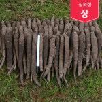 제주흙더덕 실속형 (상) 2kg~3kg : 제주송당 안가네대농장