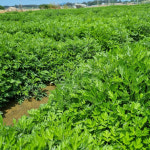 부안 해풍쑥 농부 쑥떡 반죽 500gX4개 (쑥개떡 쑥송편) : 오팜 착한농장 장터