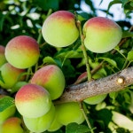 청매실 쪼갠 남고 황매실 액기스 장아찌 씨제거 깐매실 통 매실 5kg 10kg : 열정농부