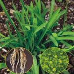 다년생 시호 산야초 종자 품종 식물 씨 씨앗 1000립 : 매일마트