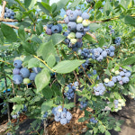 2022년 A+ 블루베리 국내산(상품, 특상품) 1kg : 청양굿모닝팜