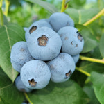 2022년 A+ 블루베리 국내산 특상품 4kg : 청양굿모닝팜
