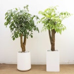 해피트리(160-180cm) 실내공기정화식물 대형화분 키우기쉬운식물 거실화초 : 포블라도