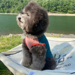 Mesh DOG CHAIR - Beige : 마인하우스훈드