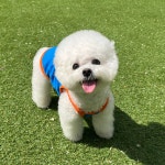우니토 썸머 강아지쿨나시 애견 쿨링 자외선차단 : 우니토