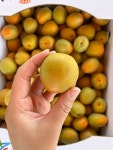영천 만금 하코드 티파니 심포니 플럼코트 살구 : 과일 왕자