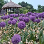 알리움 앰버서더 3구(쪽) : 루디아 동산