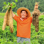 마사토 진주마 참마 산마 장마 마 2kg : 대한민국농수산