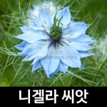 니겔라 씨앗 흑종초 종자 꽃씨 꽃씨앗 야생화 200알 : 가람원