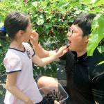 25년 고창 토종오디 생 오디 과상2호 당일수확 : 춘식이네농장