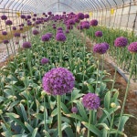 알리움 앰버서더 3구(쪽) : 루디아 동산